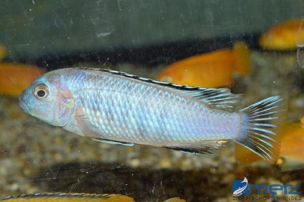 Pseudotropheus saulosi